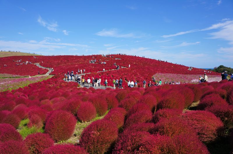 công viên Hitachi Seaside